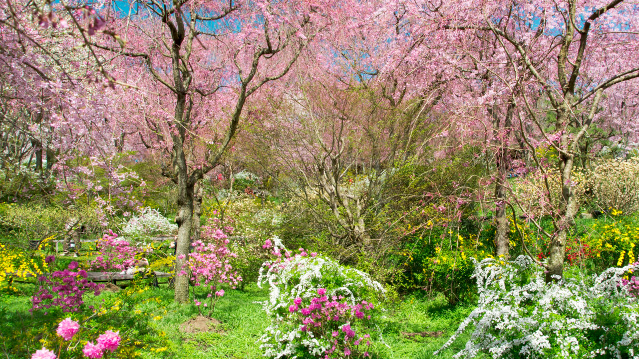 原谷 苑 桜
