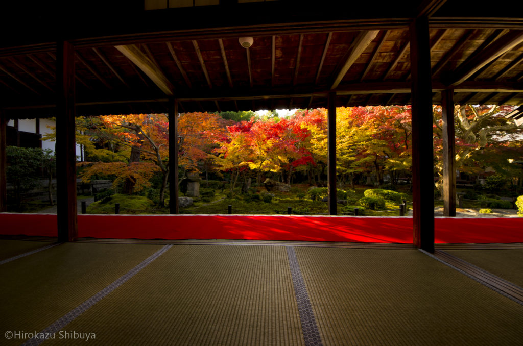 圓光寺から望む十牛の庭の紅葉(2014年11月撮影)