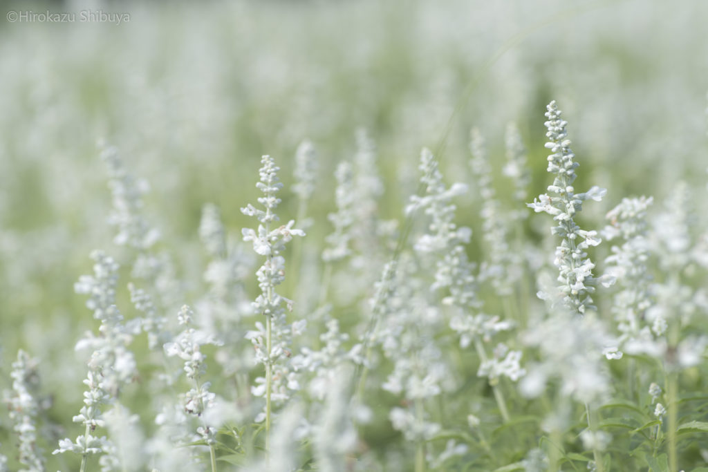 秋の武蔵丘陵森林公園③ 白い花を咲かせるブルーサルビア