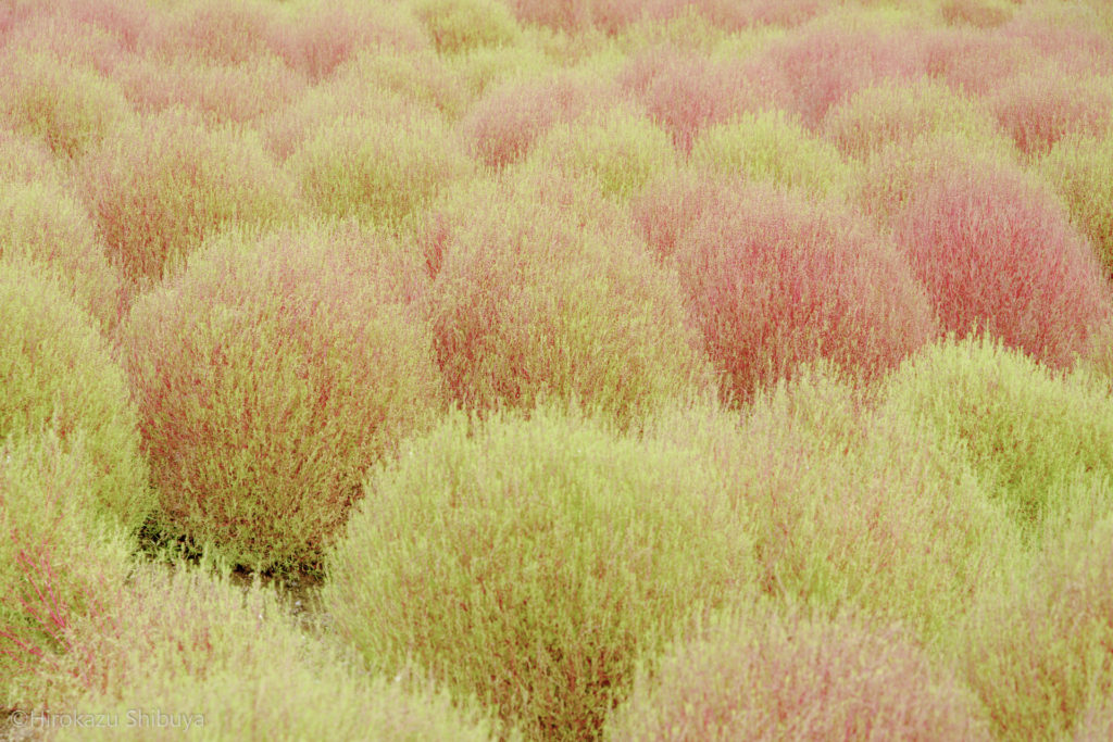 秋の武蔵丘陵森林公園⑤ 少し赤く染まるコキア(ほうき草)