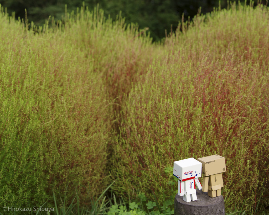秋の武蔵丘陵森林公園⑦ 少し赤く染まるコキア(ほうき草)とダンボーたち