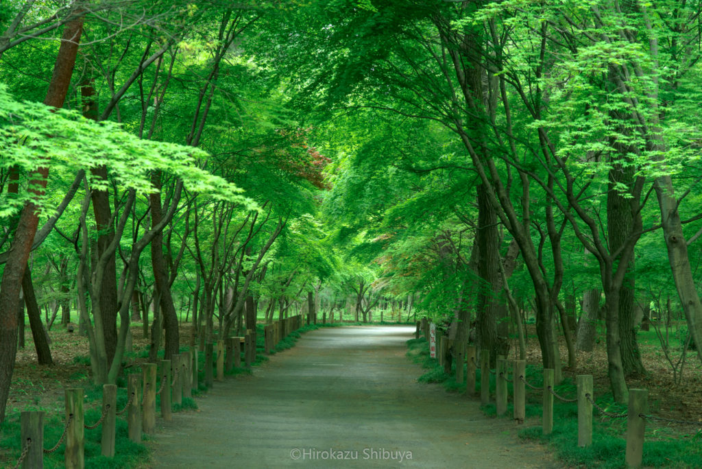 平林寺の新緑⑦ 緑であふれる境内林(撮影地：埼玉県新座市)